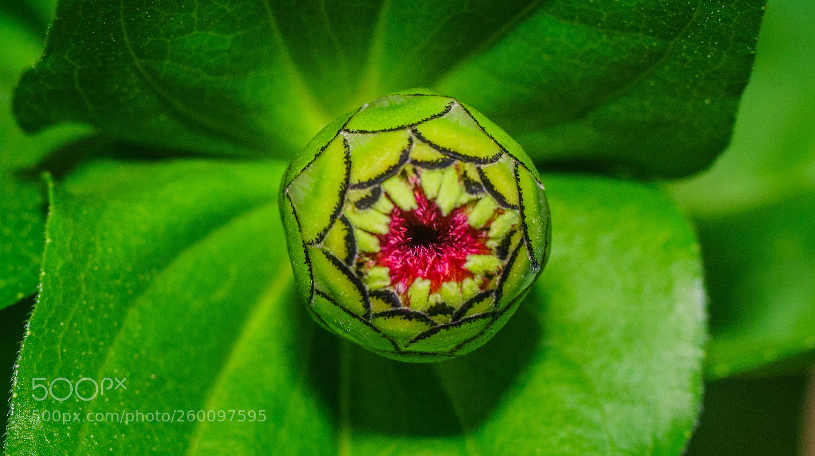 Sony a99 II sample photo. Bud ready to open photography