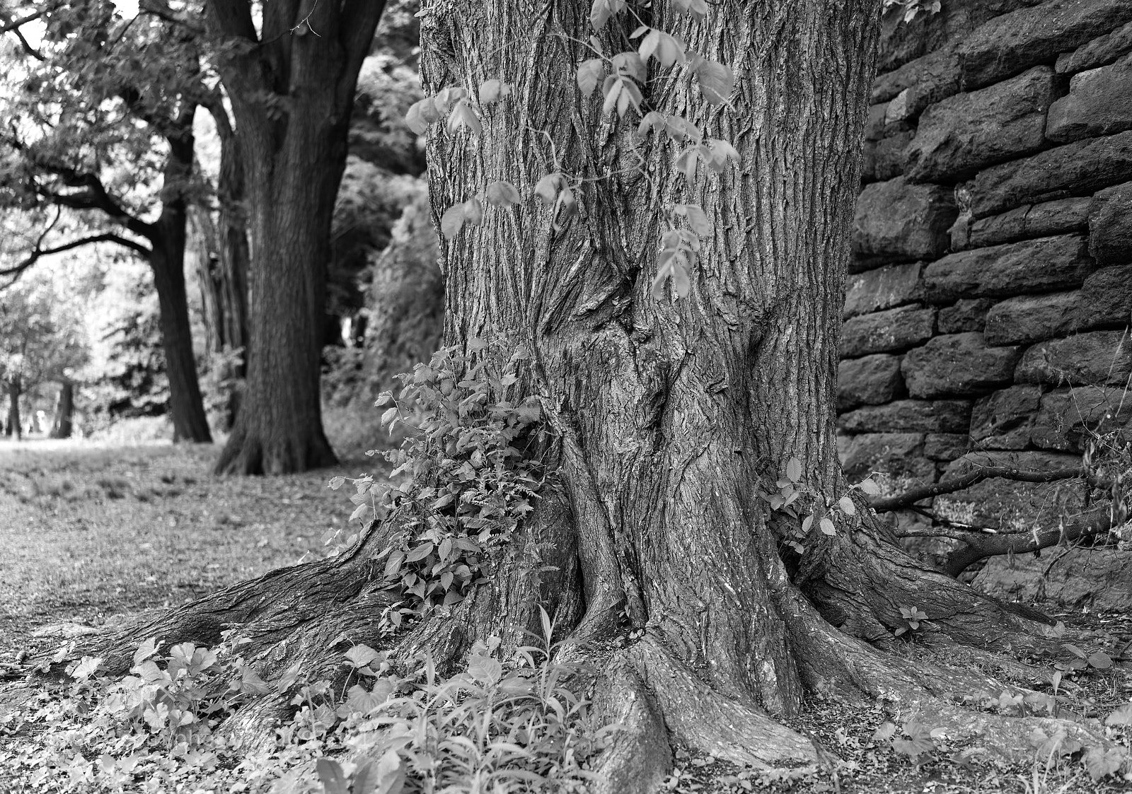 Sony a7R II sample photo. Stone wall view photography