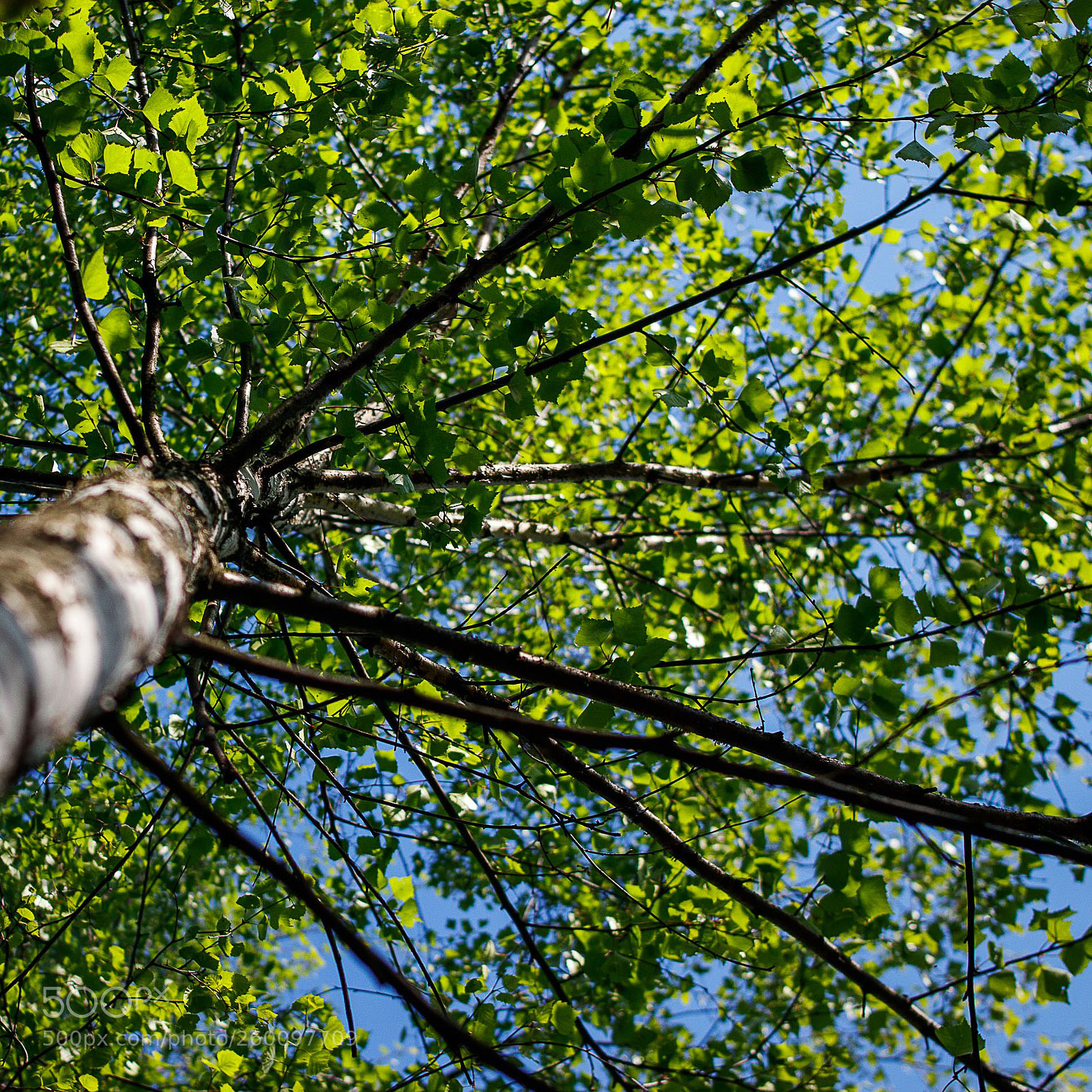 Canon EOS 200D (EOS Rebel SL2 / EOS Kiss X9) sample photo. Birch tree crown photography