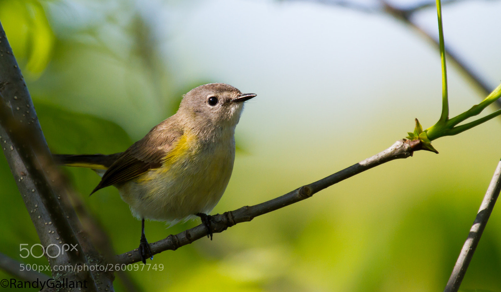 Canon EOS 7D sample photo. Blue headed vireo photography