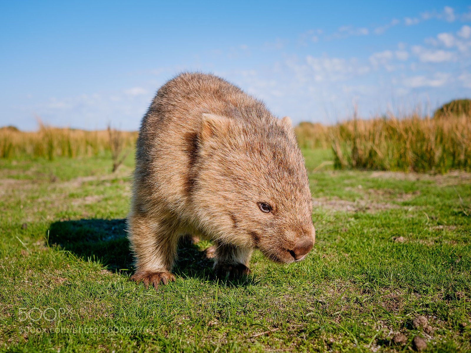 Fujifilm X-T10 sample photo. Friendly wombat at wilson's photography