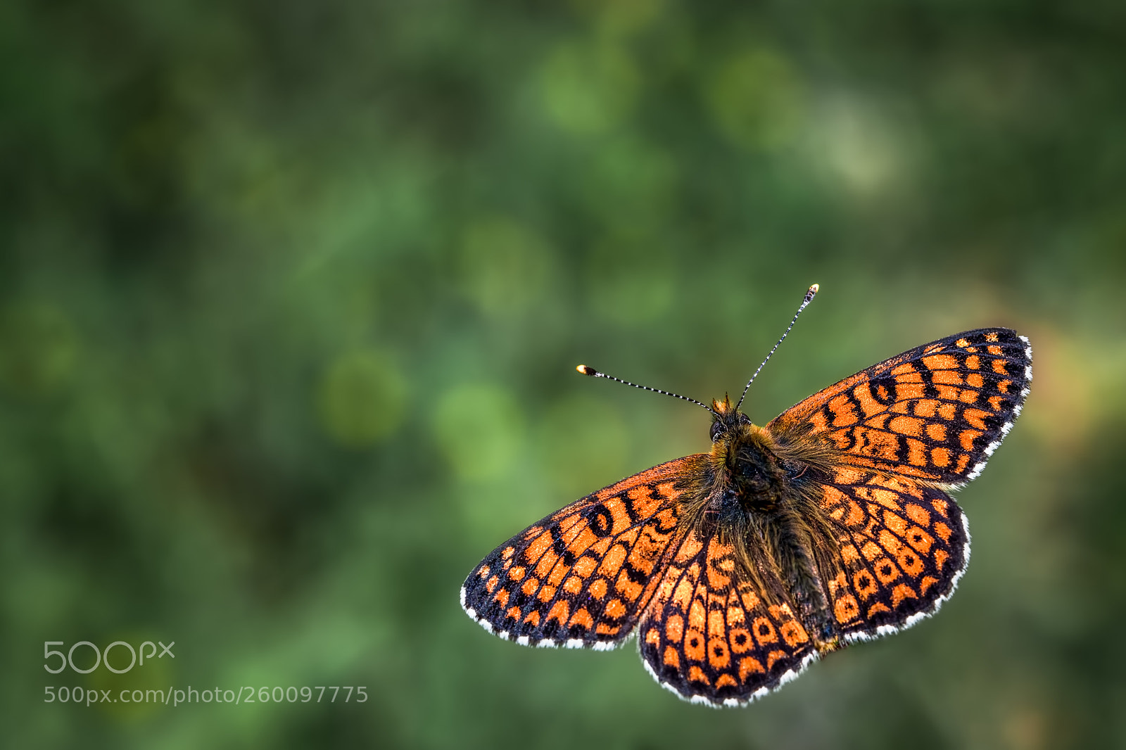 Nikon D850 sample photo. Orange butterfly photography