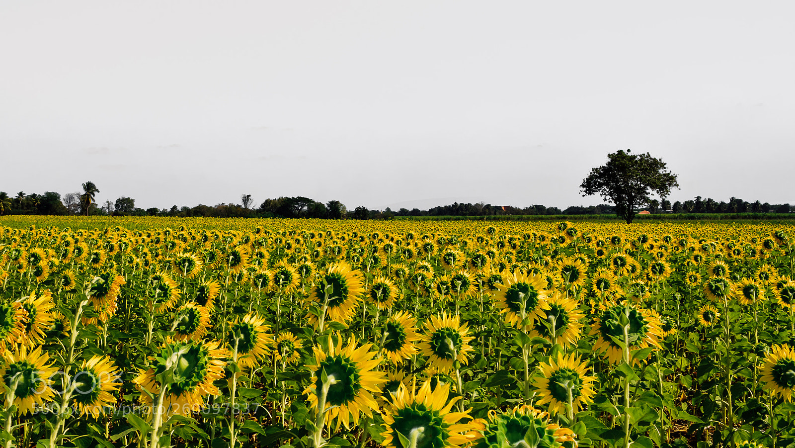 Nikon D7100 sample photo. The sunflower field photography
