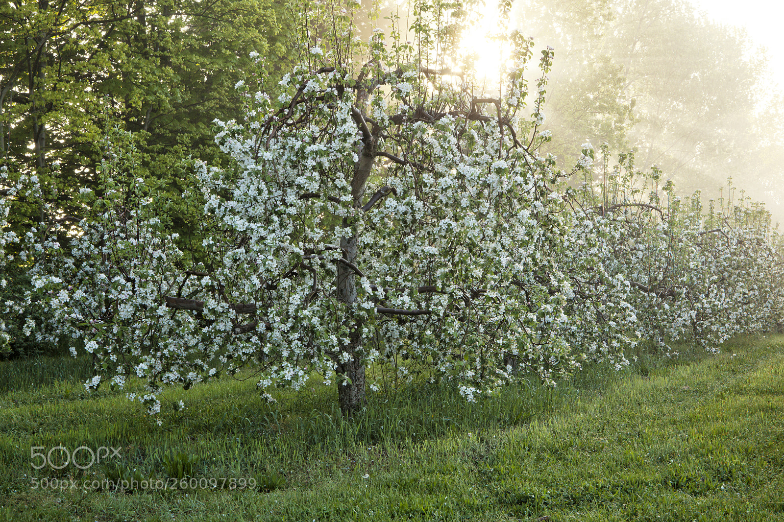Canon EOS 5D Mark II sample photo. Apple trees in bloom photography