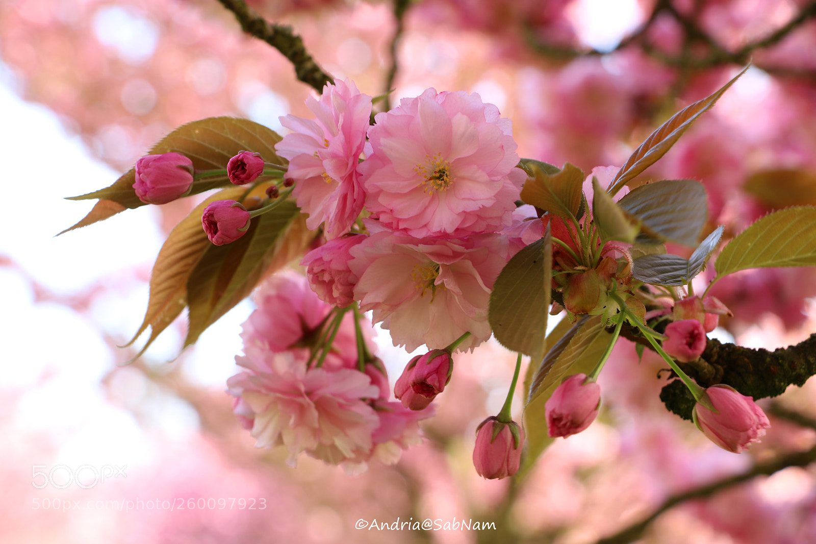 Canon EOS 750D (EOS Rebel T6i / EOS Kiss X8i) sample photo. Spring 2018 photography