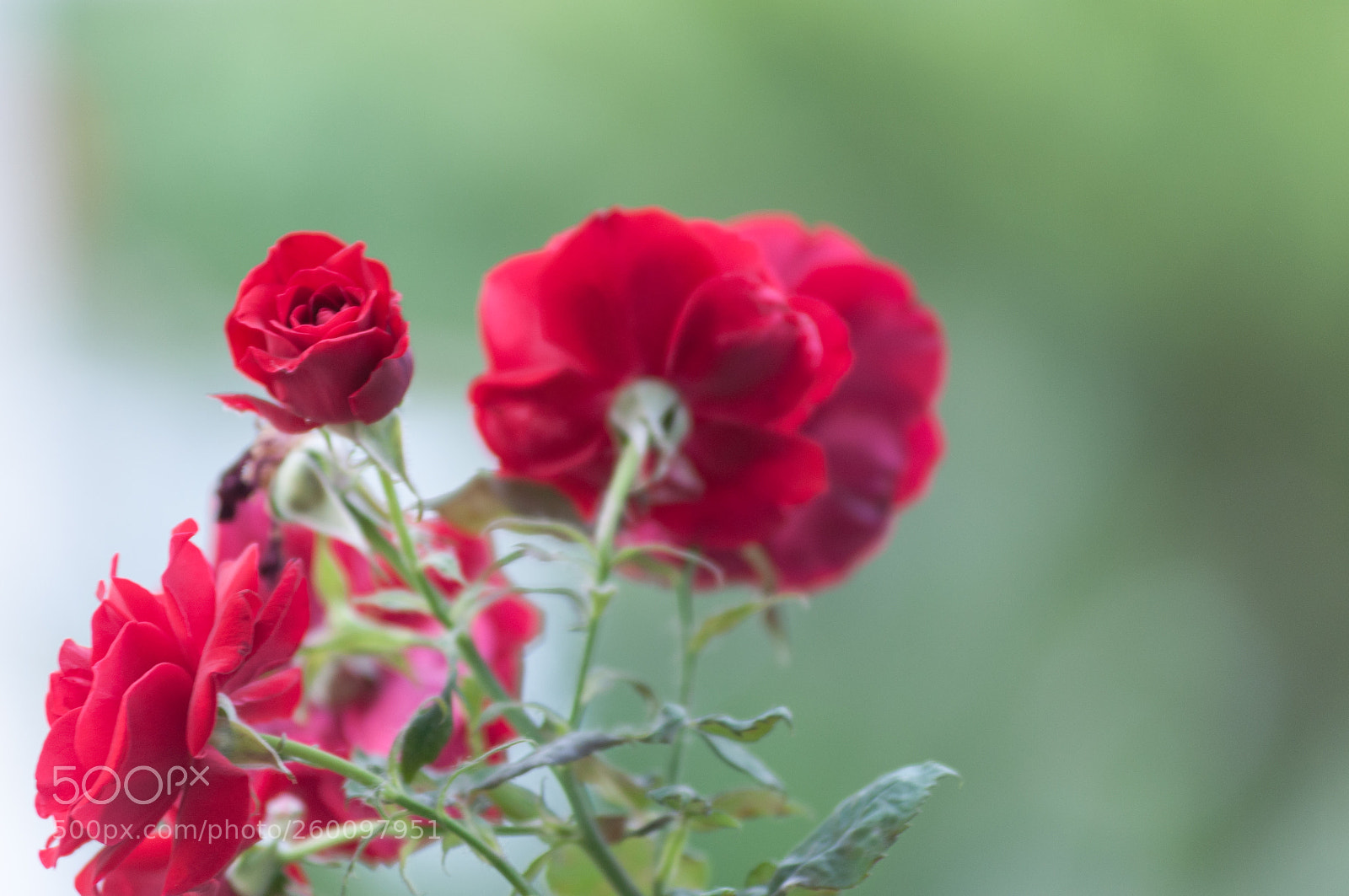 Nikon D90 sample photo. A flower photography