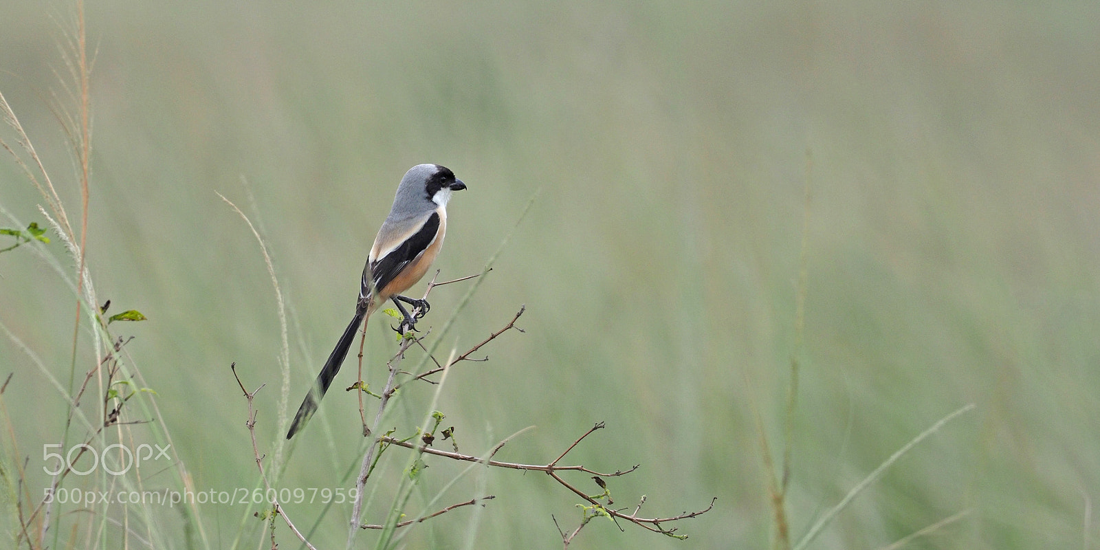 Olympus OM-D E-M1 Mark II sample photo. Long-tailed shrike photography