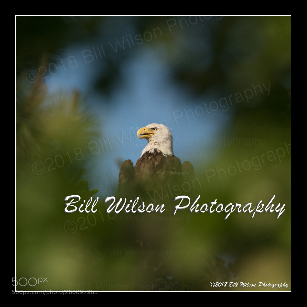 Nikon D500 sample photo. Small window photography