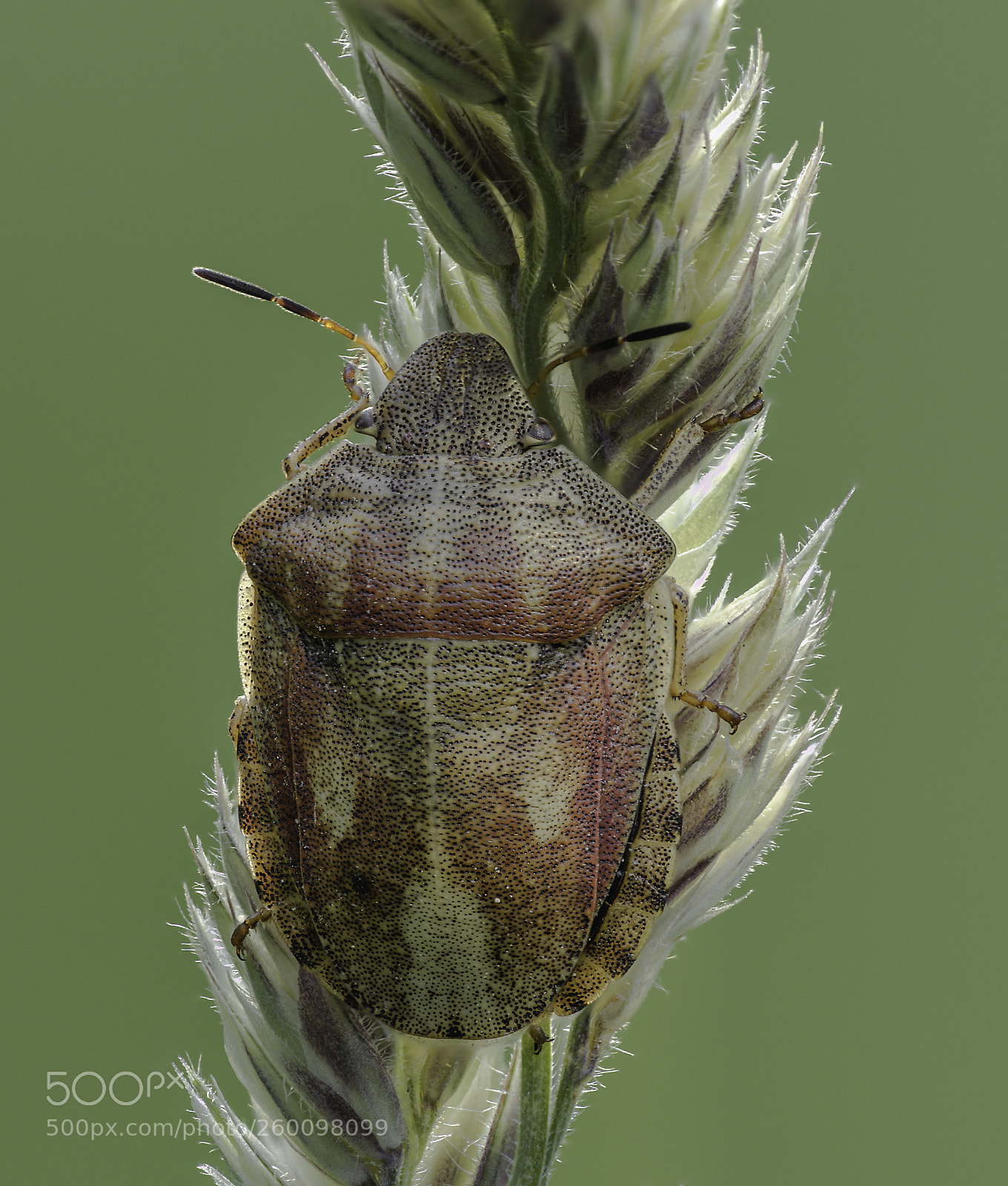 Olympus OM-D E-M1 Mark II sample photo. Heteroptera photography