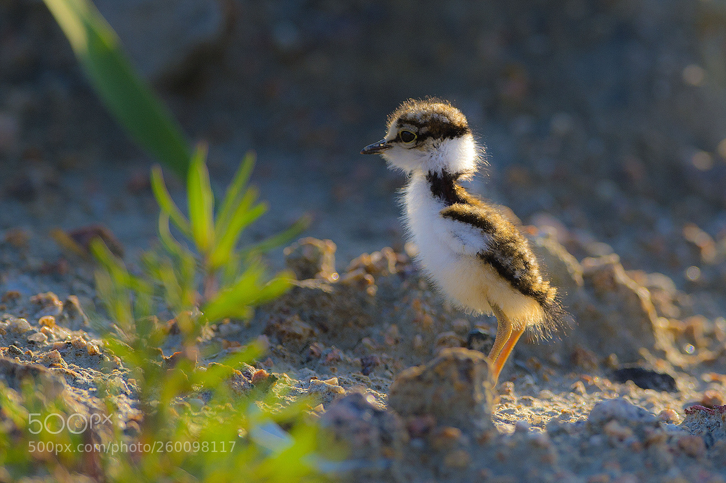 Nikon D4 sample photo. Newborn bird photography