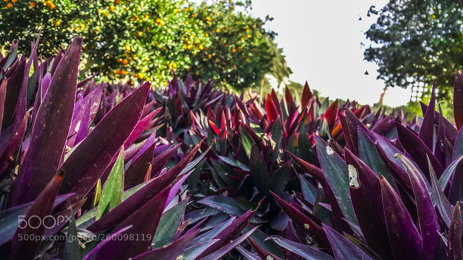 Samsung Galaxy Note4 sample photo. Lovely plant photography