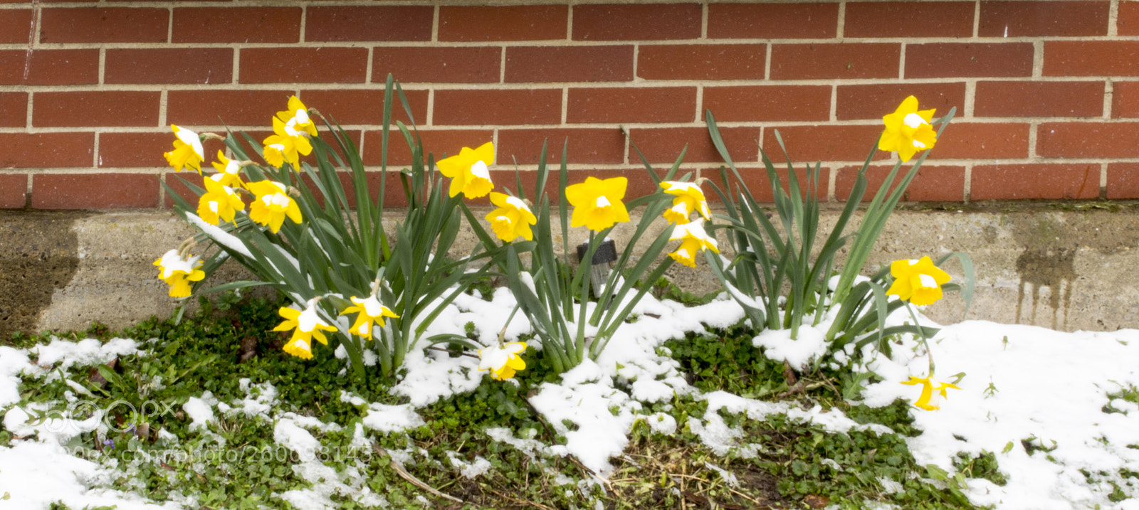Nikon D3100 sample photo. Snowflowers photography