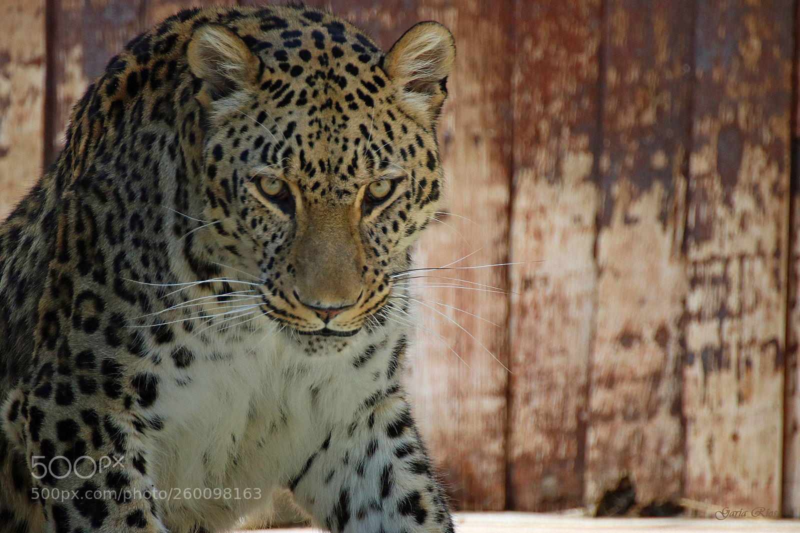 Canon EOS 750D (EOS Rebel T6i / EOS Kiss X8i) sample photo. Leopard.  photography