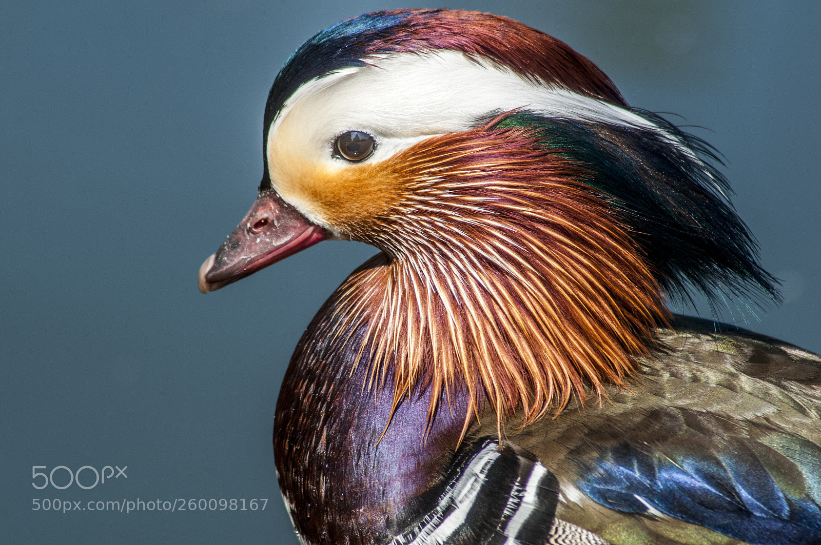 Nikon D300S sample photo. Mandarin photography