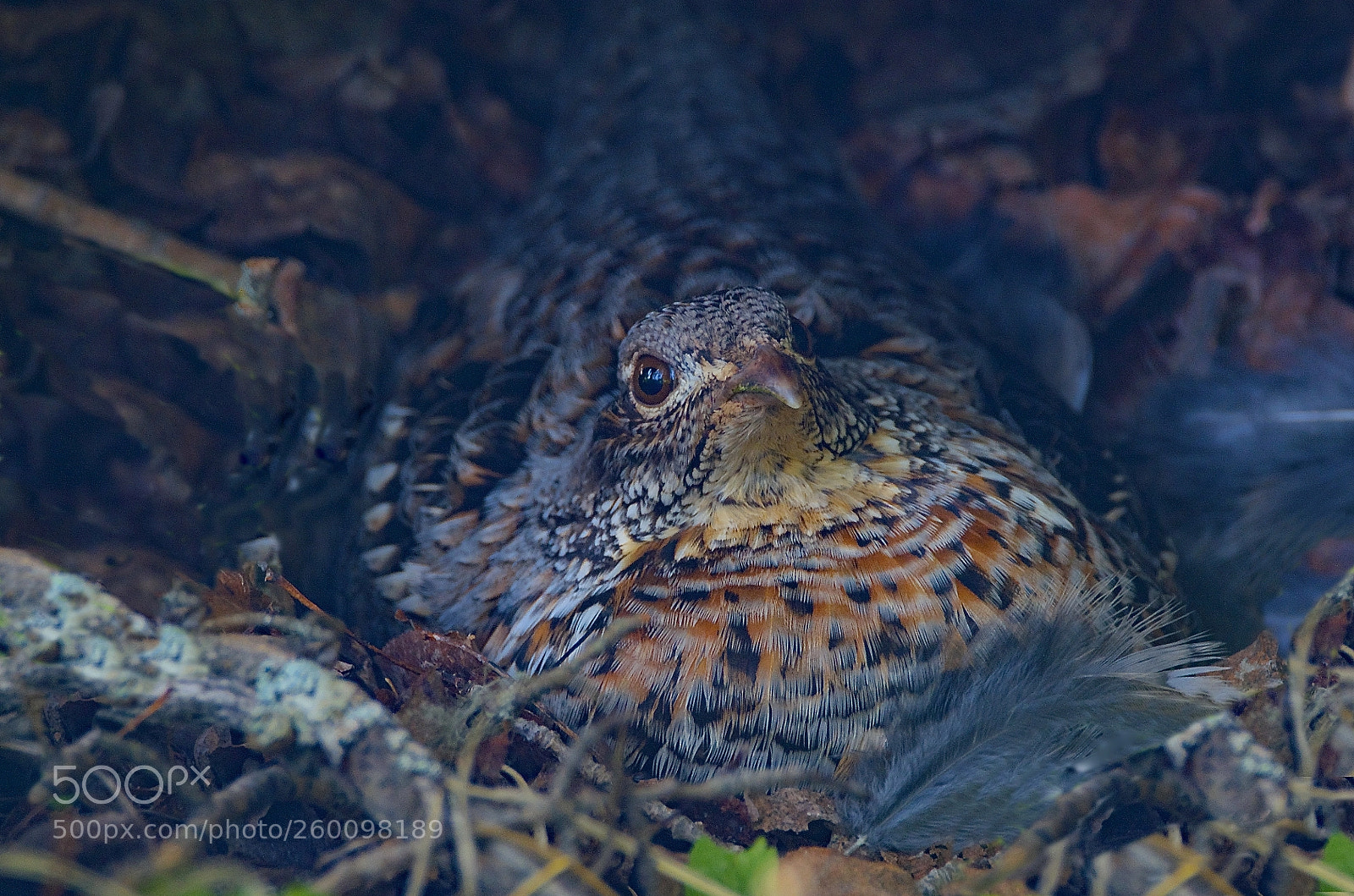 Nikon D7000 sample photo. Brooding mother photography
