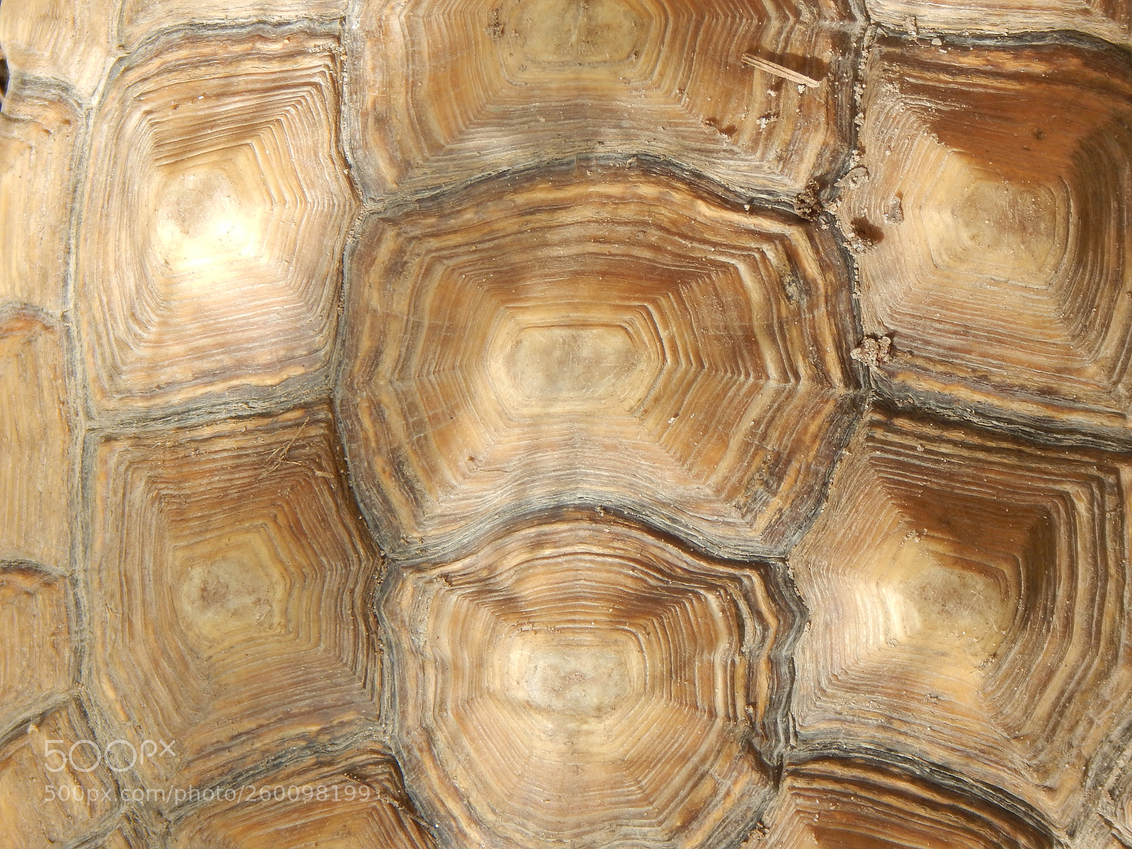 Nikon Coolpix L830 sample photo. Sulcata photography