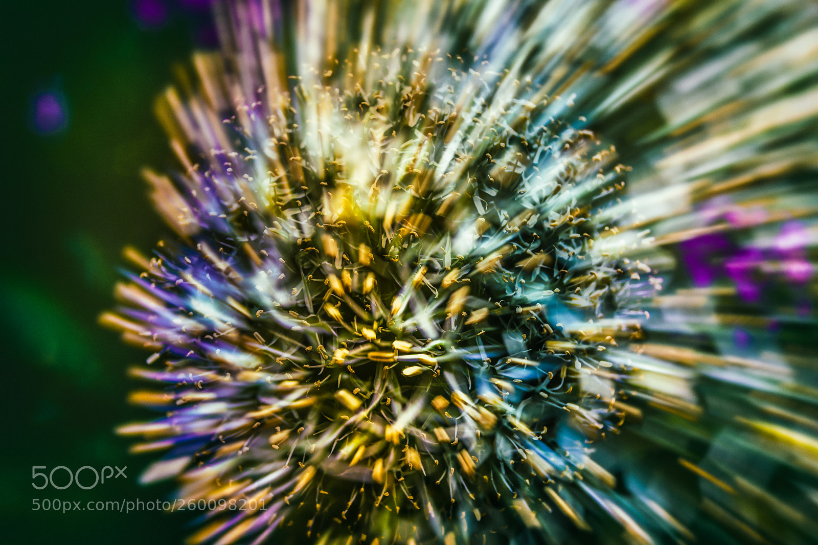 Nikon D7200 sample photo. Alium fx treatment photography