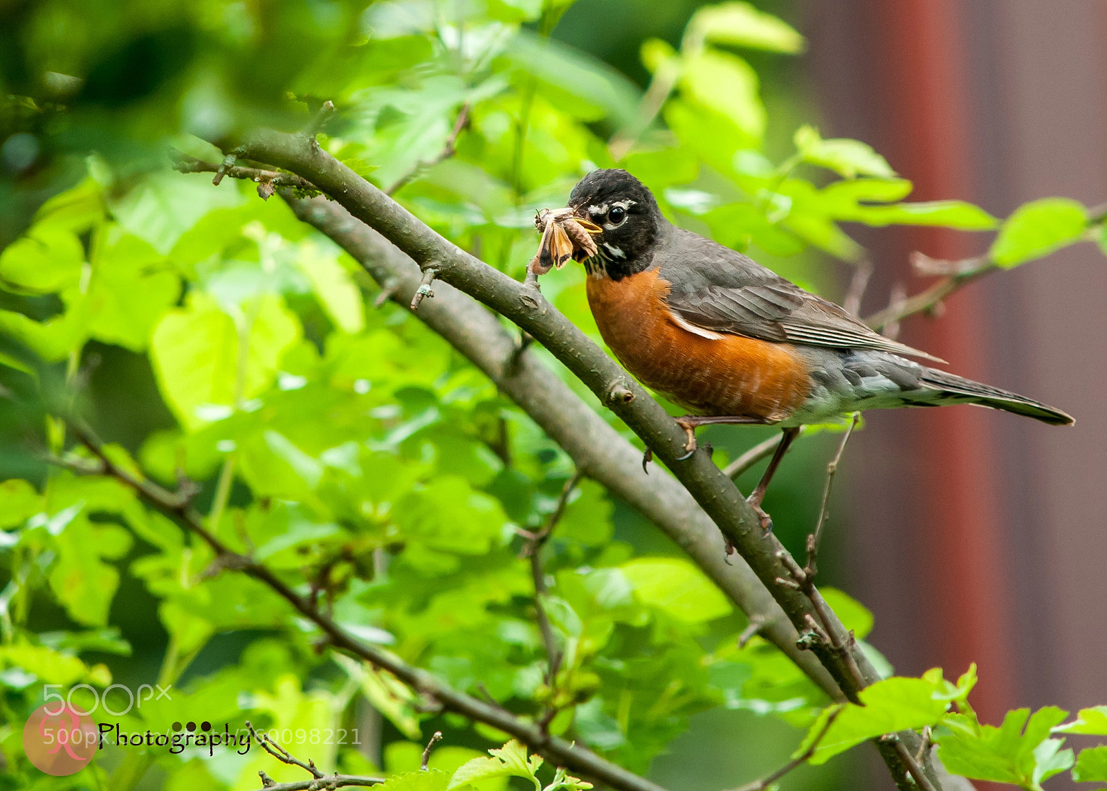Nikon D300 sample photo. Robin photography