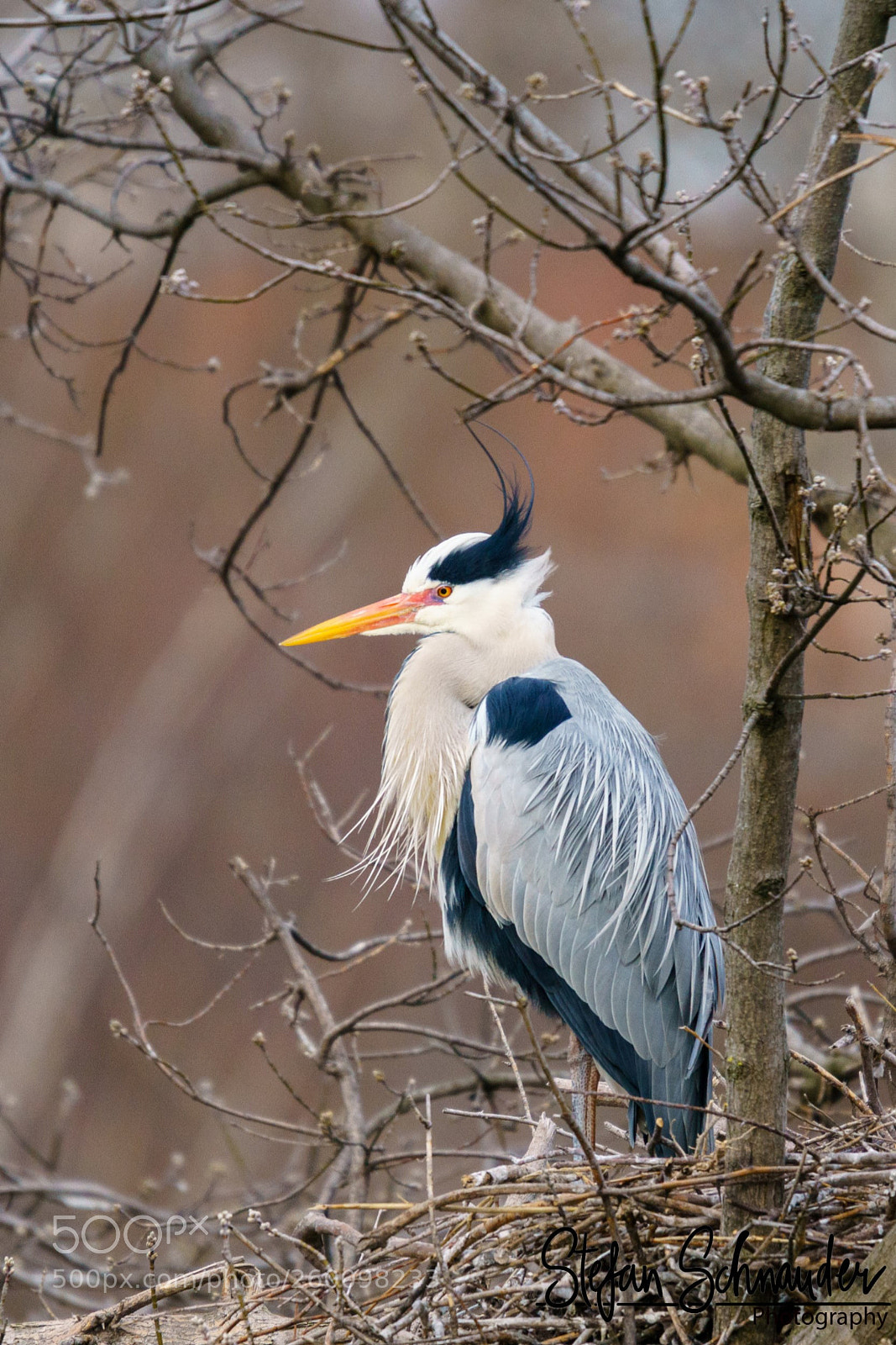 Sony ILCA-77M2 sample photo. Heron photography
