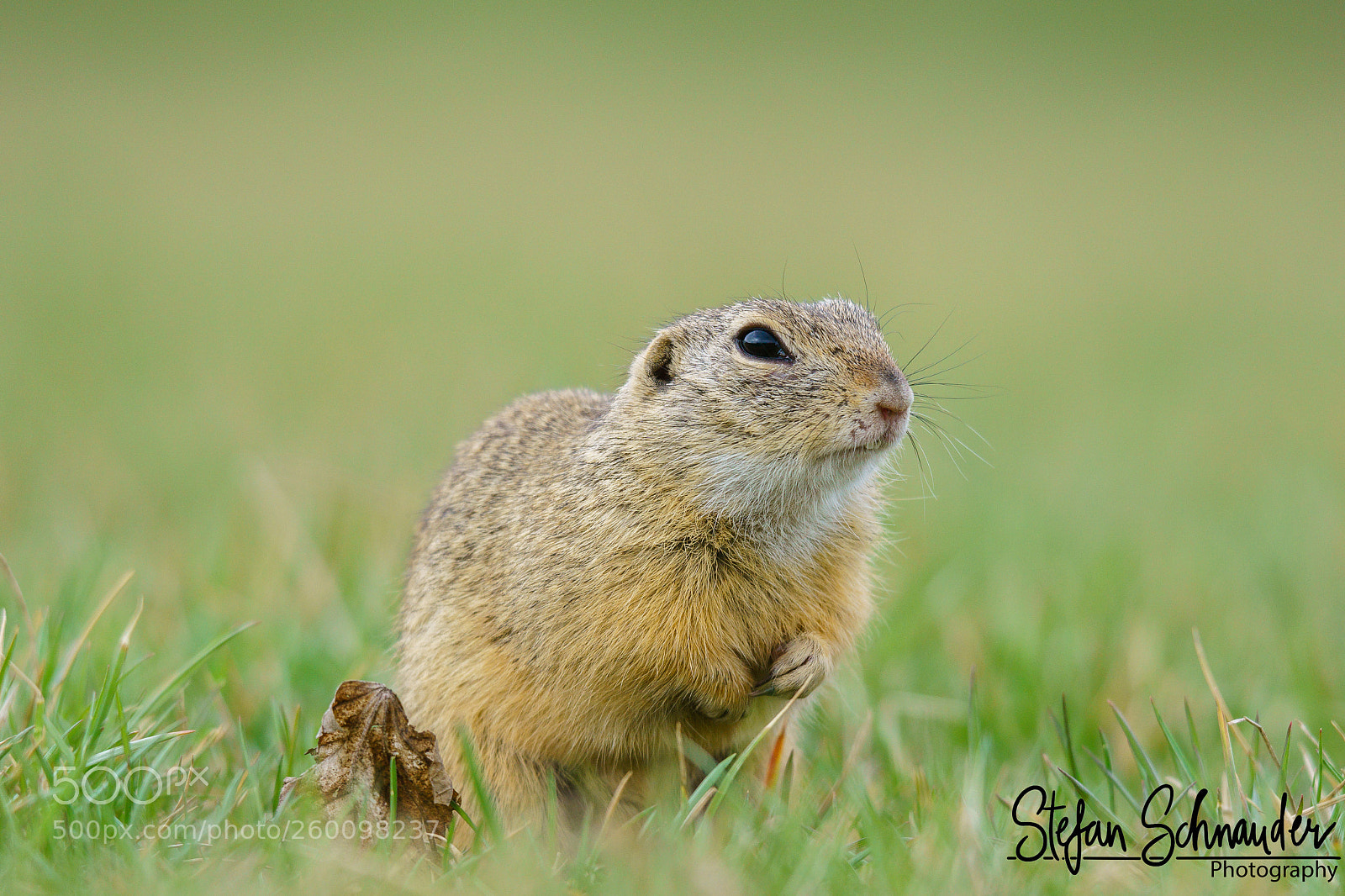 Sony ILCA-77M2 sample photo. Ground squirrel photography