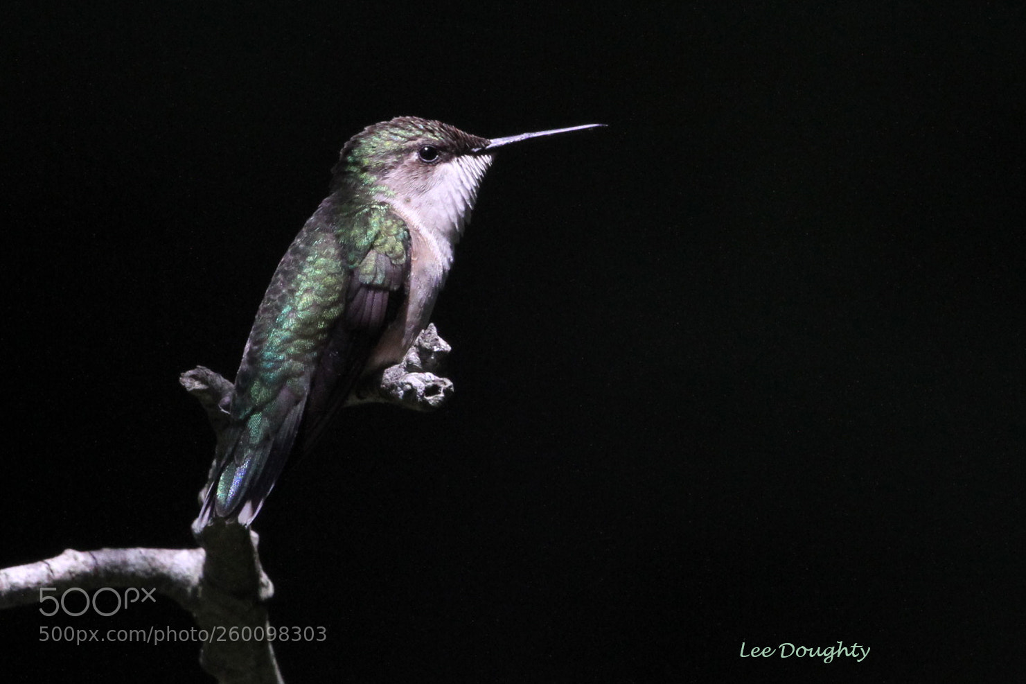Canon EOS 7D sample photo. Ruby throated hummingbird photography