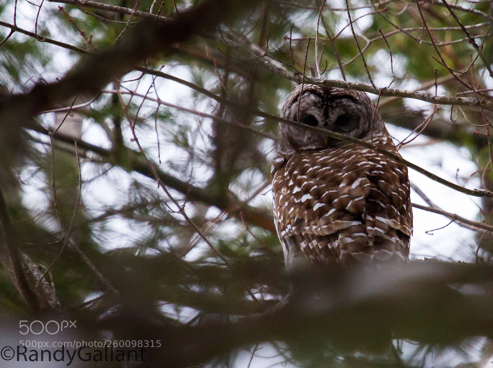 Canon EOS 7D sample photo. Barred owl photography