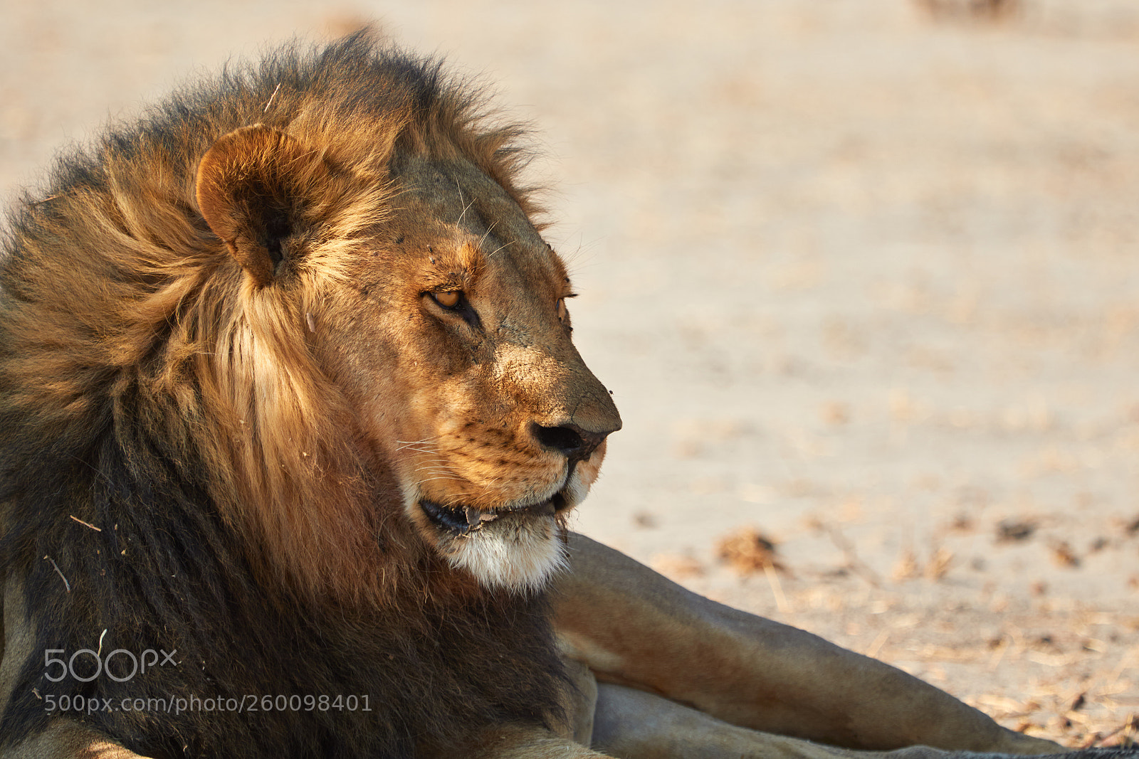 Canon EOS 7D Mark II sample photo. Kalahari lion photography