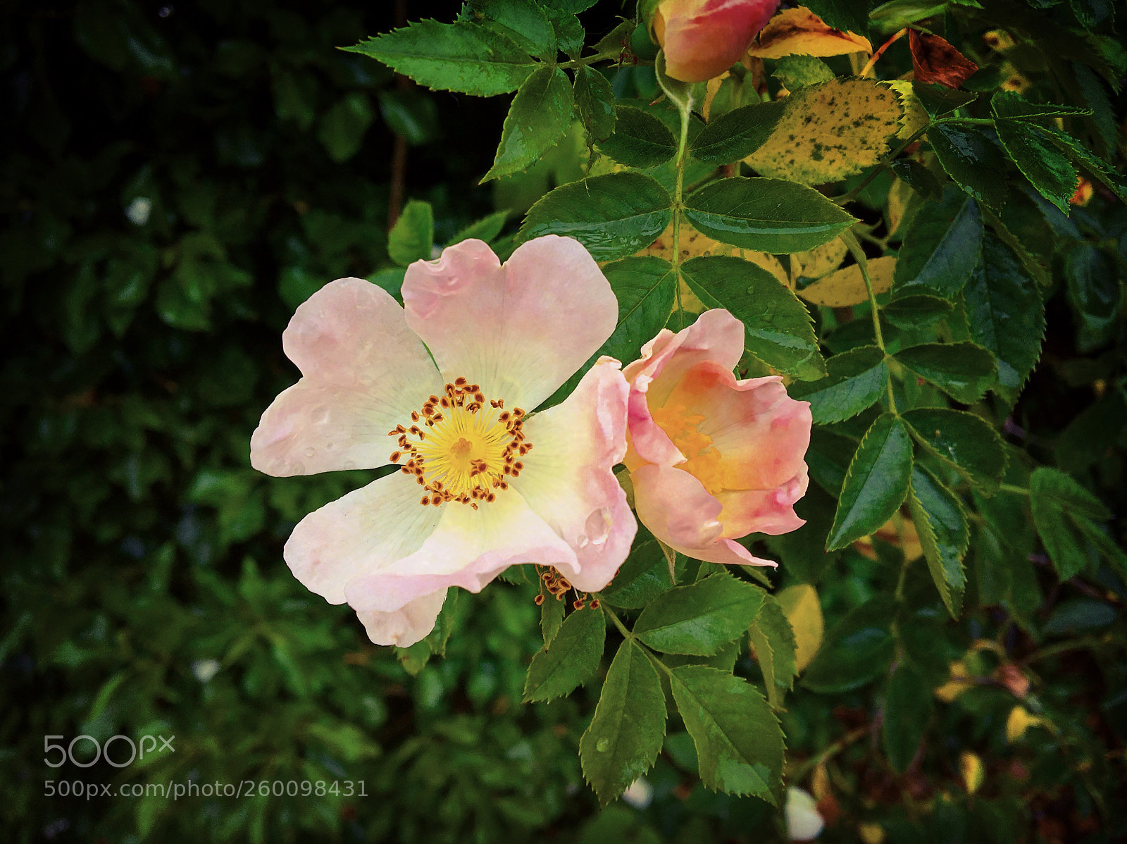 Apple iPhone 6s sample photo. Grape flowers photography