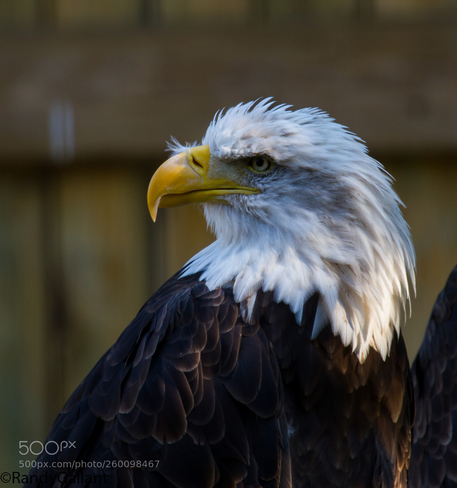 Canon EOS 7D sample photo. Bald eagle photography