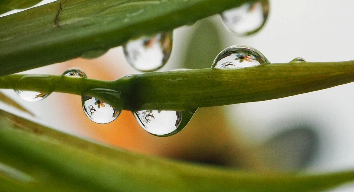 Olympus PEN E-PL7 sample photo. Reflections in droplets photography