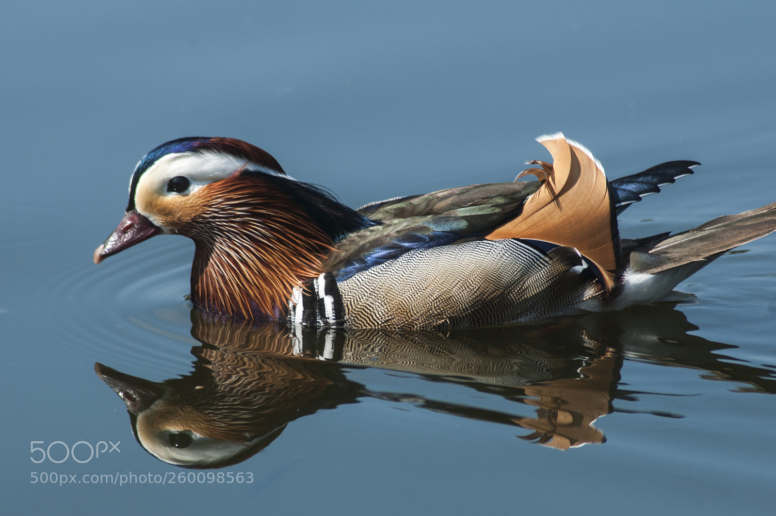 Nikon D300S sample photo. Mandarin reflection photography