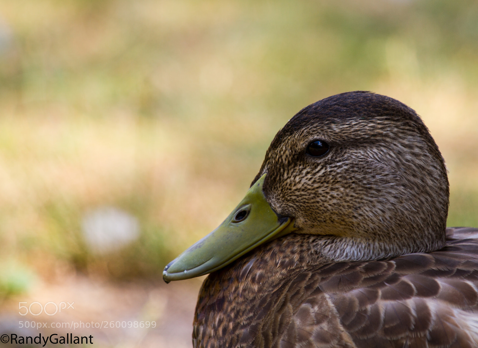 Canon EOS 7D sample photo. Black duck photography