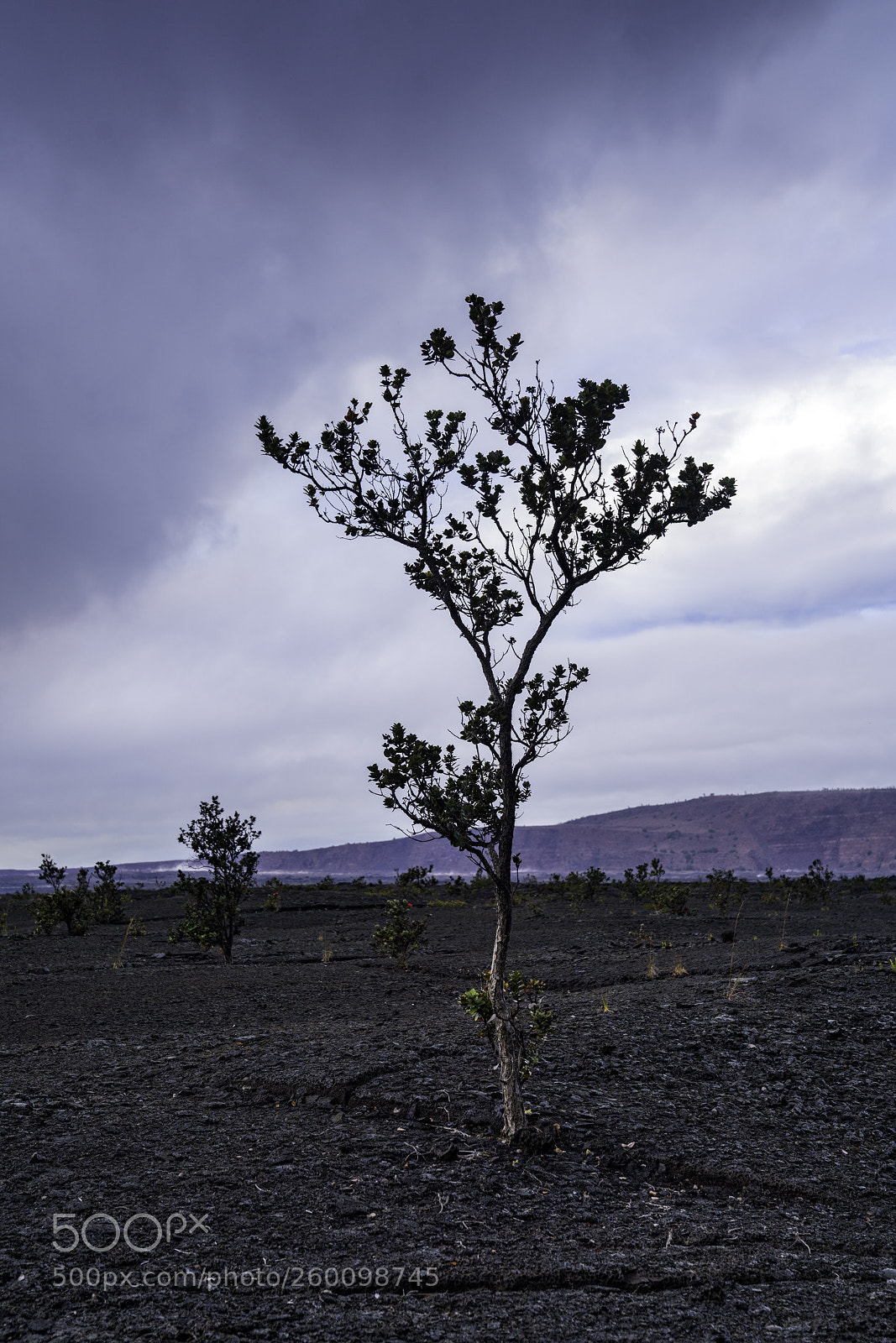 Sony a7R III sample photo. The ohia tree photography