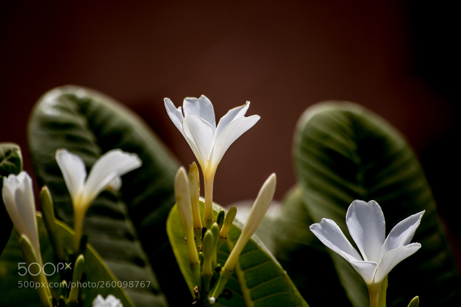 Canon EOS 750D (EOS Rebel T6i / EOS Kiss X8i) sample photo. The amazing nature! photography