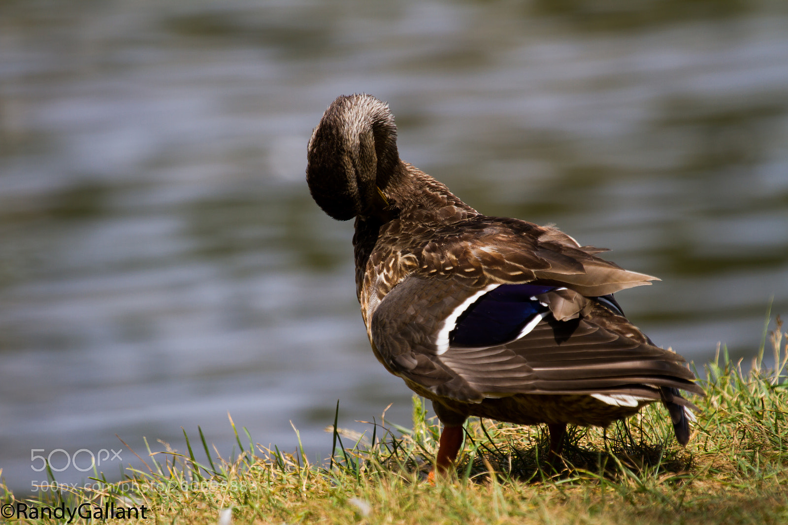 Canon EOS 7D sample photo. Black duck photography