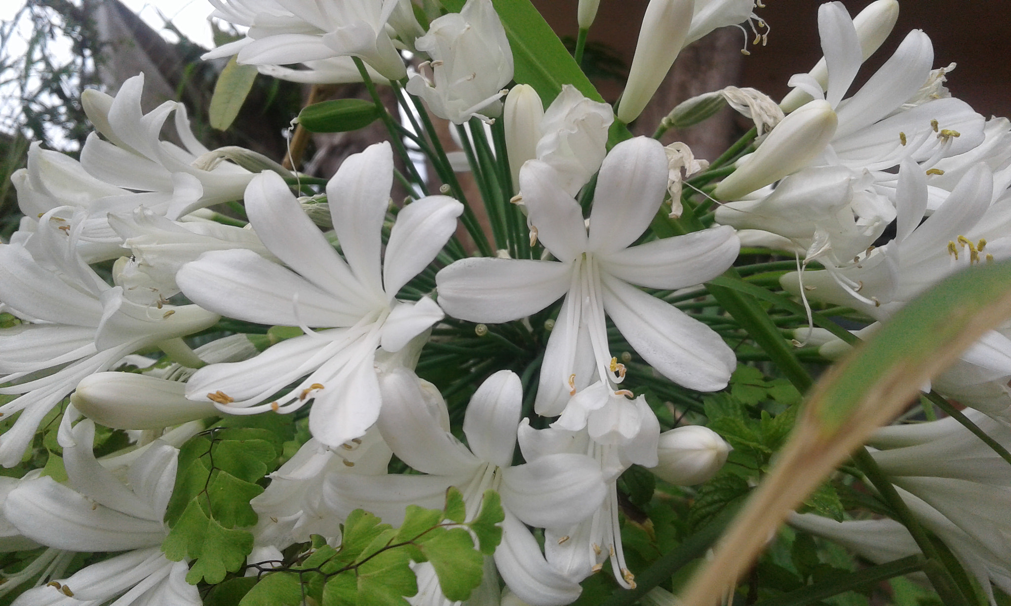 Samsung Galaxy J1 sample photo. Agapanthus blanca photography