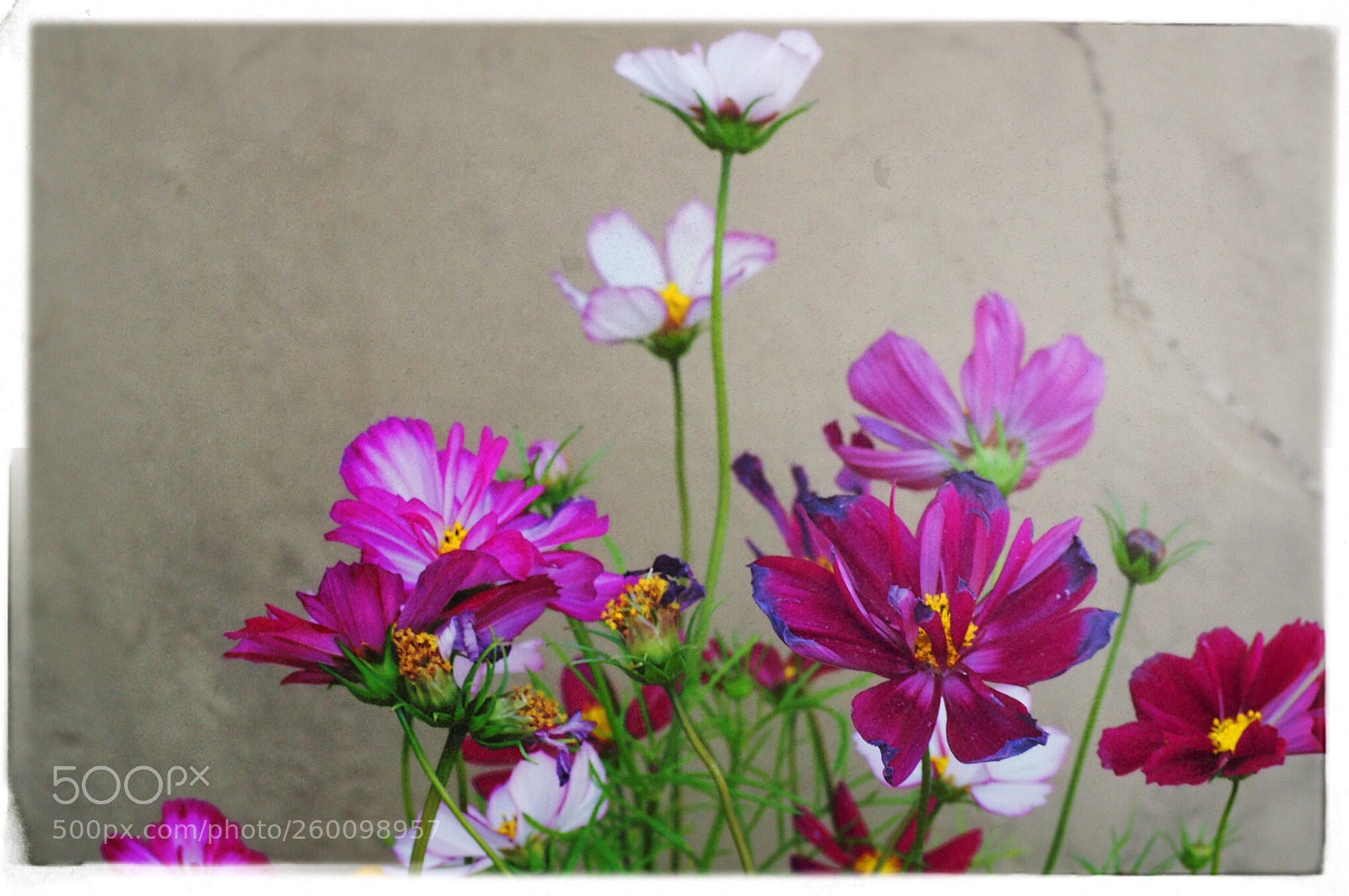 Olympus OM-D E-M10 II sample photo. Garden flowers photography