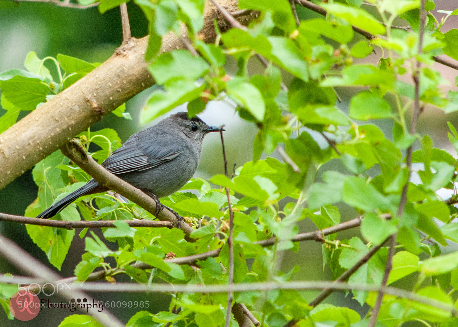 Nikon D300 sample photo. Catbird photography