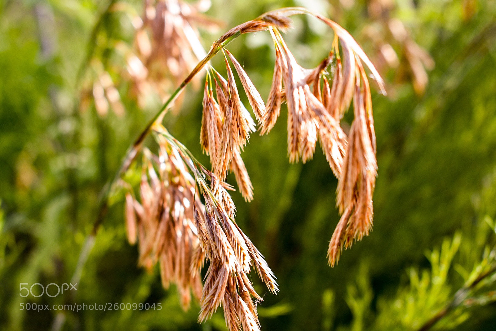Nikon D3400 sample photo. Sunlight photography