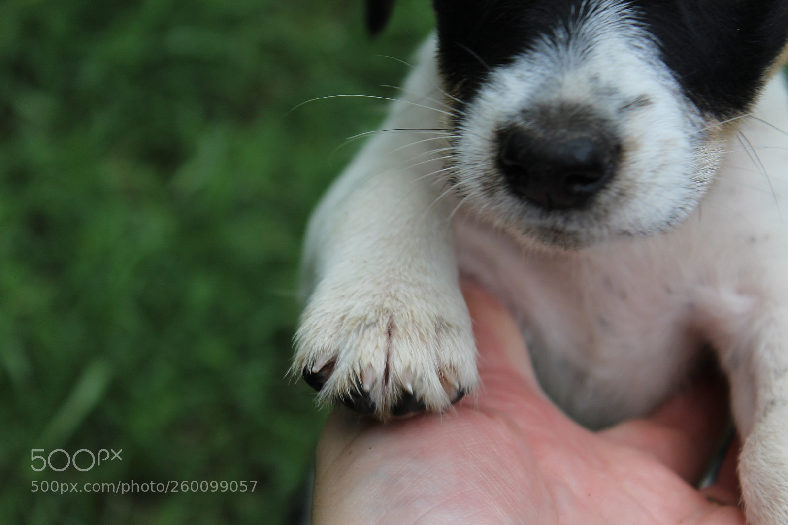 Canon EOS 1200D (EOS Rebel T5 / EOS Kiss X70 / EOS Hi) sample photo. Cachorrita... photography