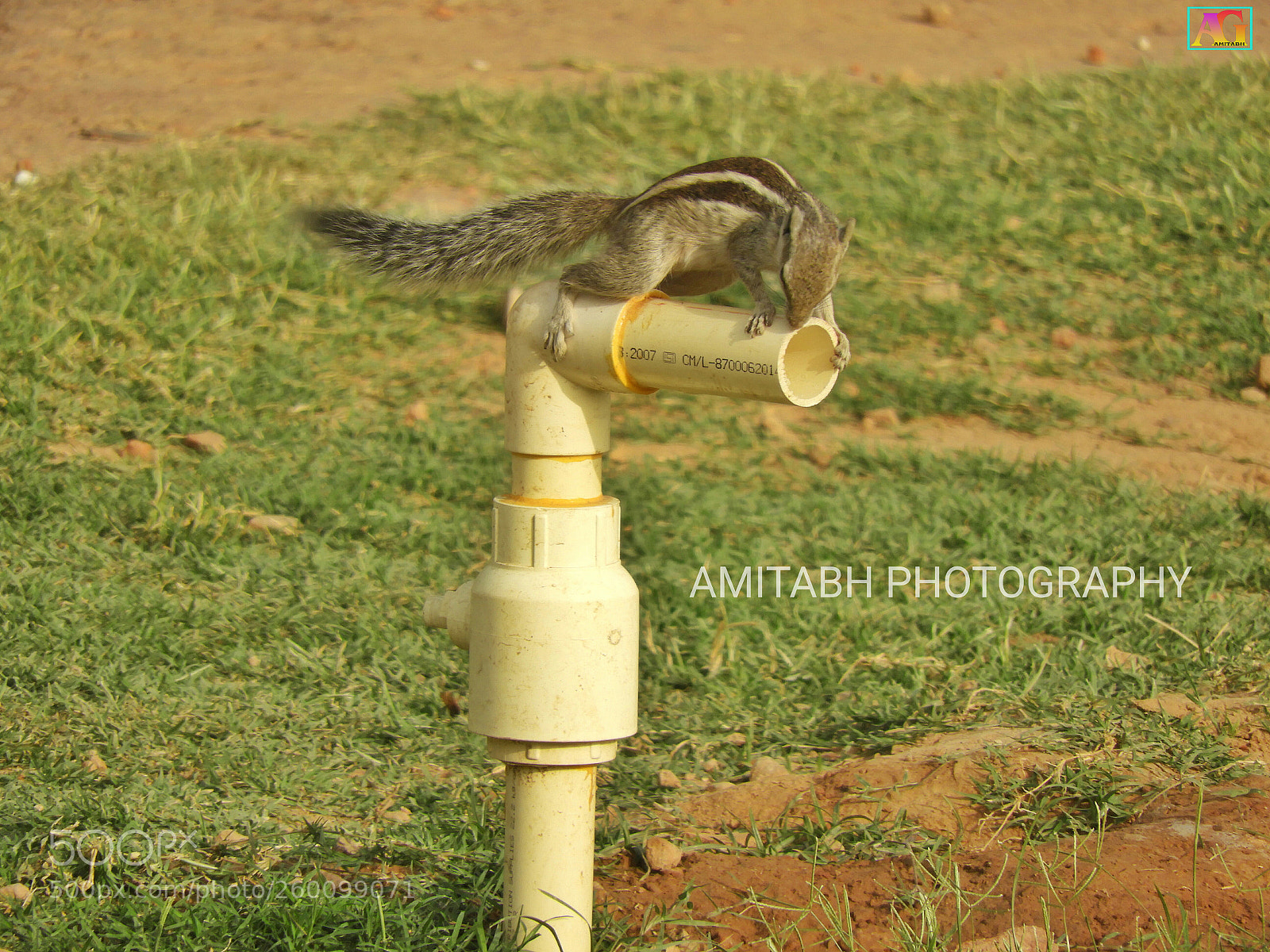 Nikon Coolpix B700 sample photo. Thirsti squirrel photography