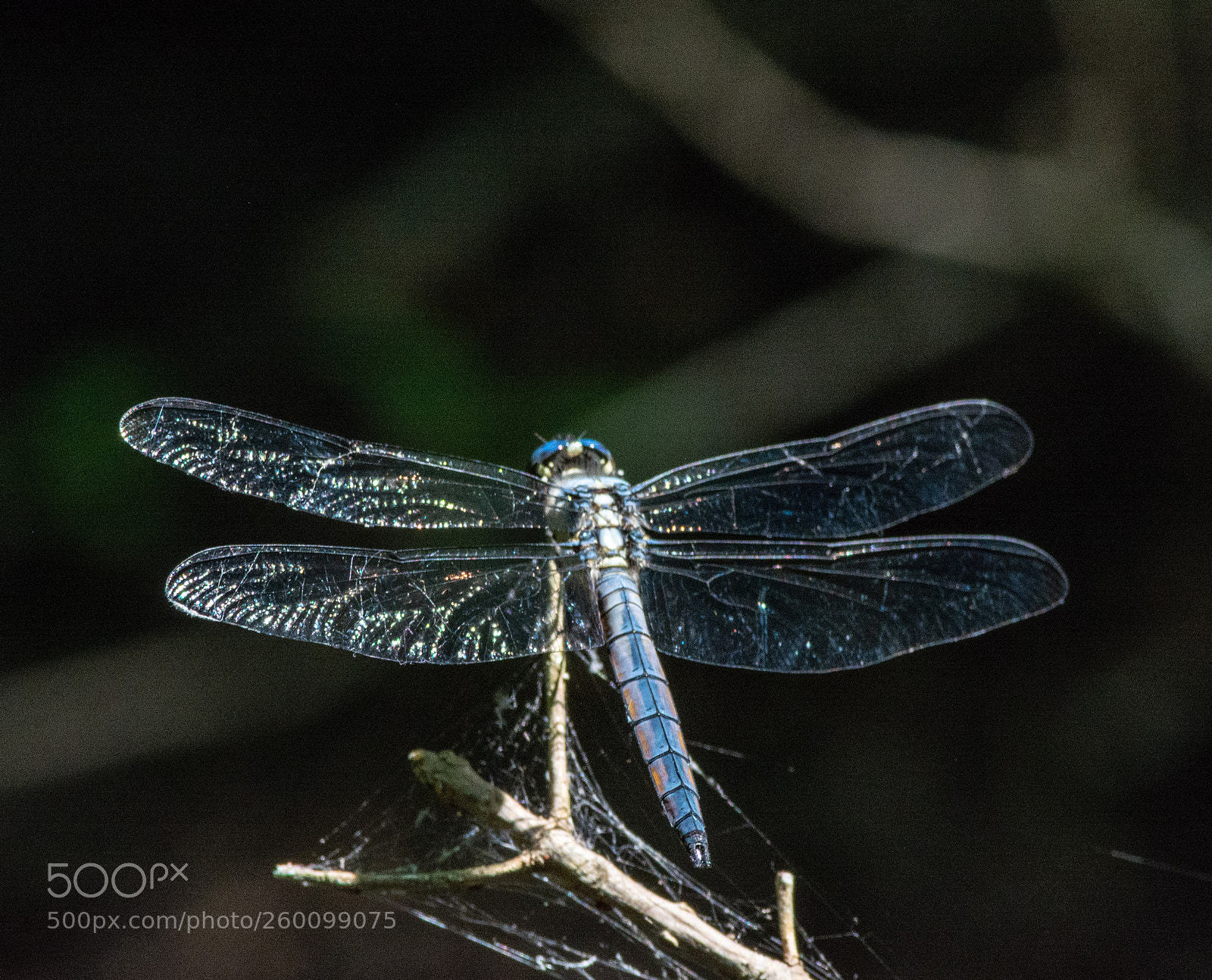Nikon D5200 sample photo. Dragonfly photography