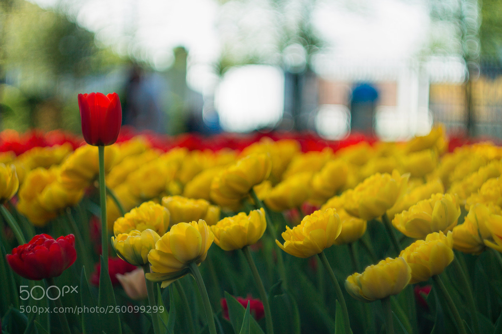 Canon EOS 1100D (EOS Rebel T3 / EOS Kiss X50) sample photo. Img photography
