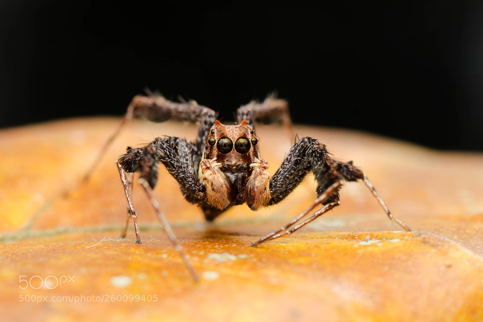 Nikon D7000 sample photo. Spider photography