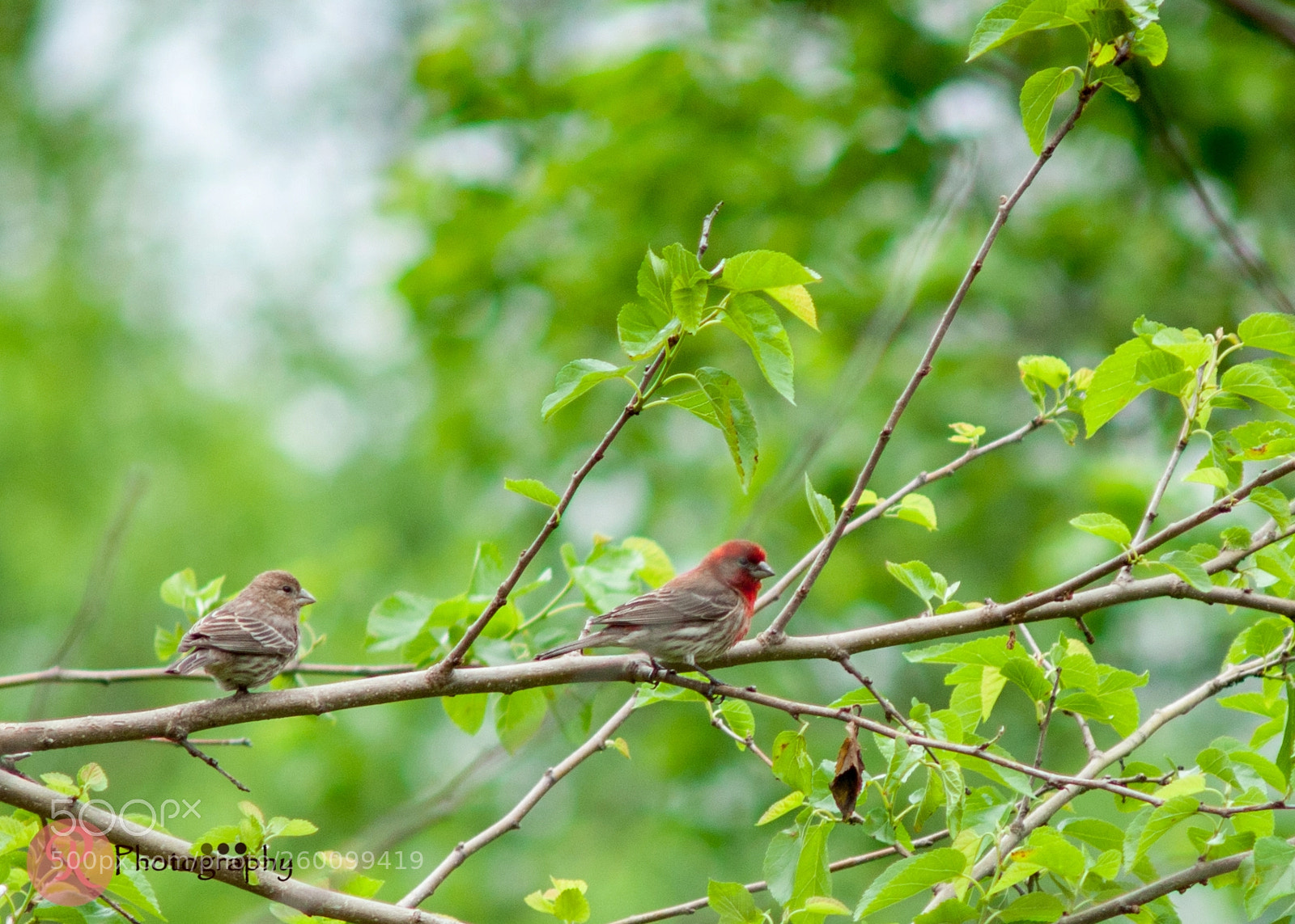 Nikon D300 sample photo. House finch photography