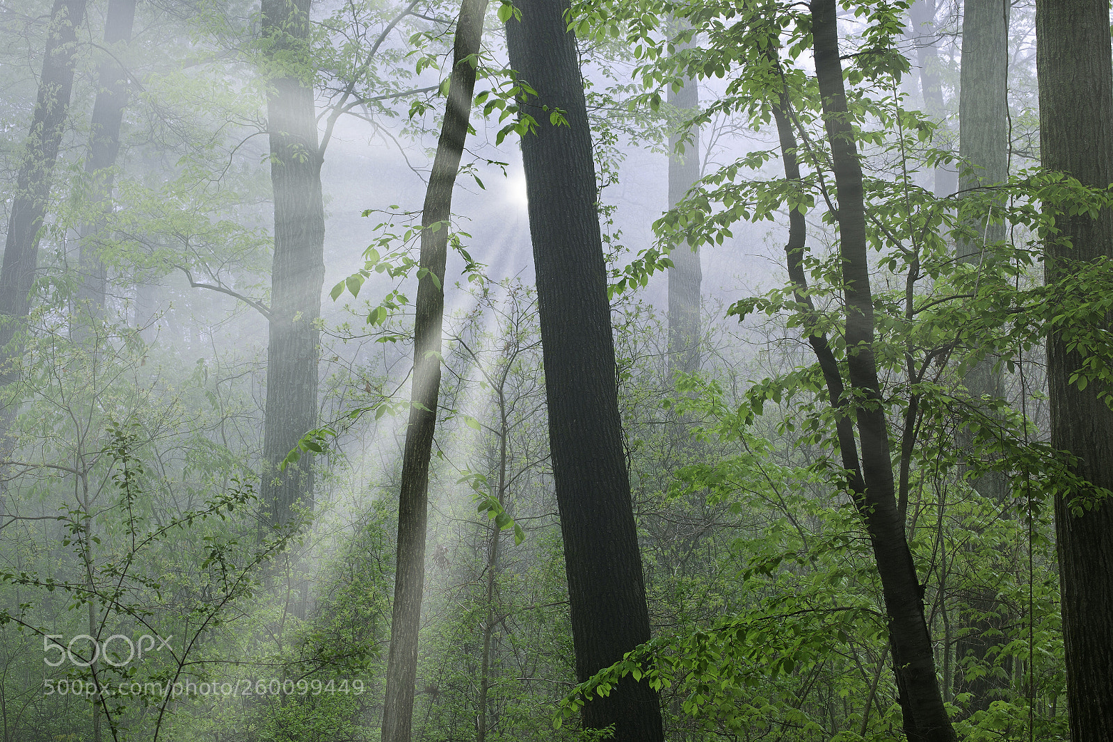 Canon EOS 5D Mark II sample photo. Spring kellogg forest in photography