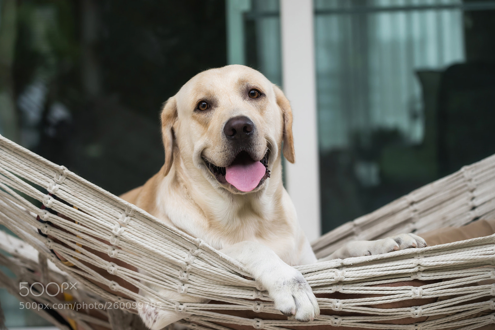 Nikon D810 sample photo. Labrador retriever dog relax photography