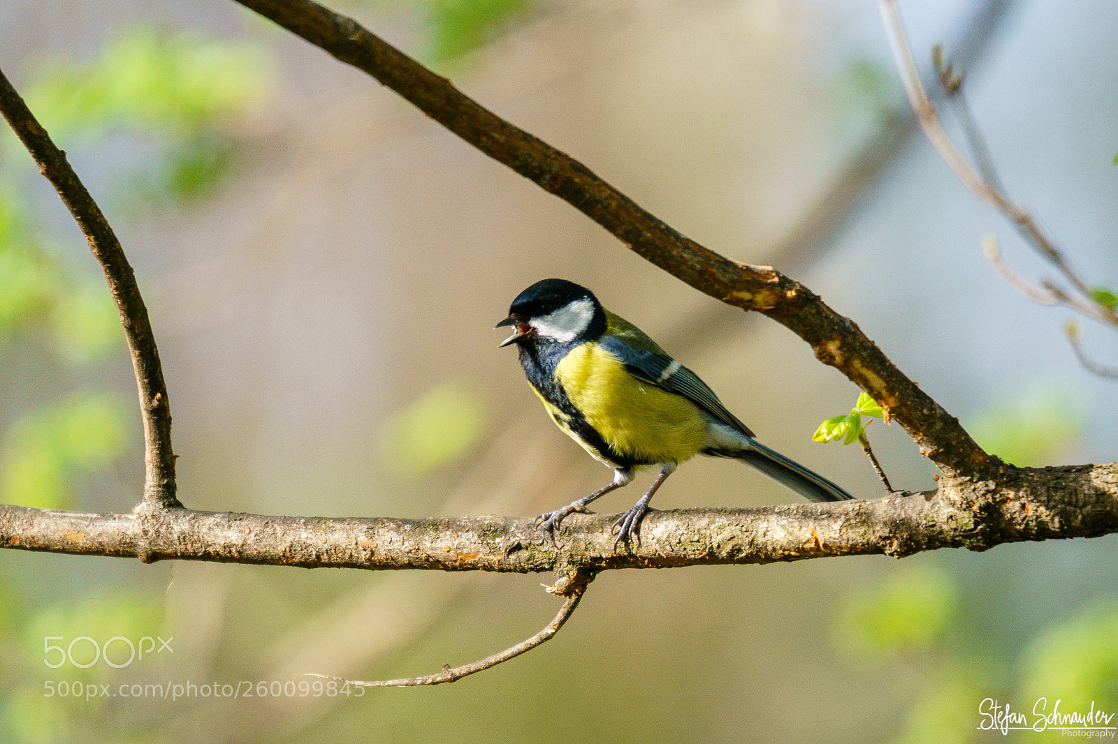 Sony ILCA-77M2 sample photo. Great tits photography