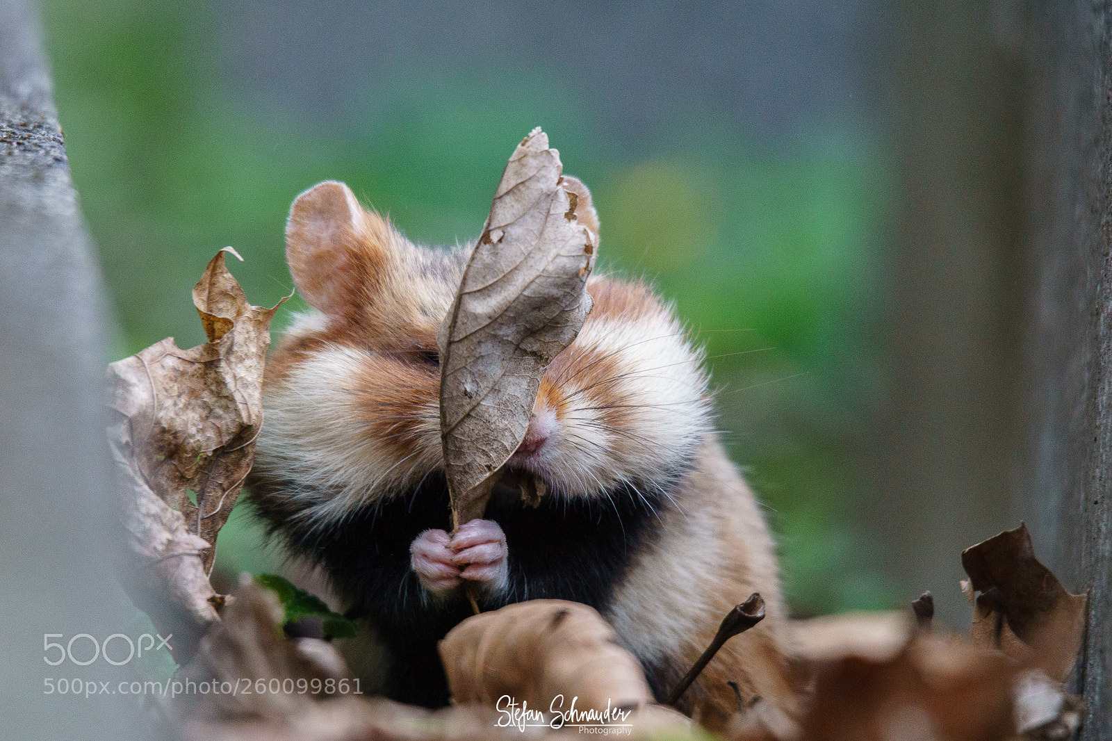 Sony ILCA-77M2 sample photo. Hamster photography