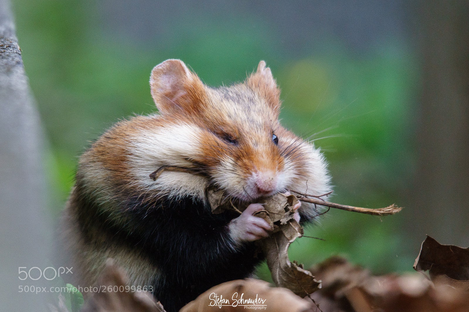 Sony ILCA-77M2 sample photo. Hamster photography